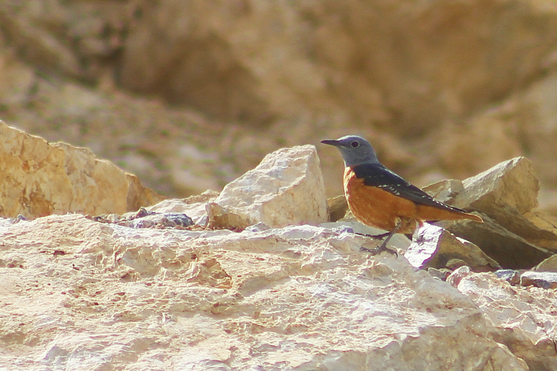 Rufous-tailed Rock-Thrush